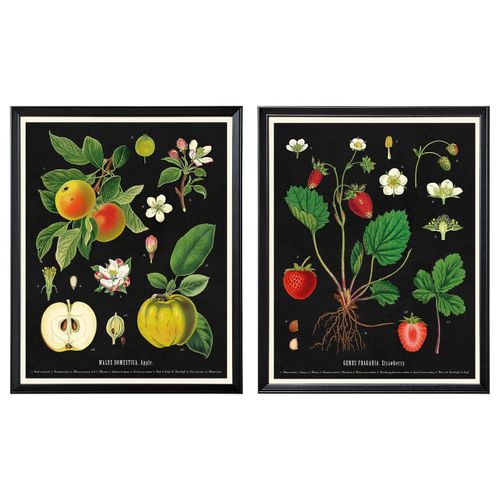 Frame with poster KNOPPÄNG art prints: apple & strawberry botanicals in black frames, made of fibreboard and plastic, ready to hang.