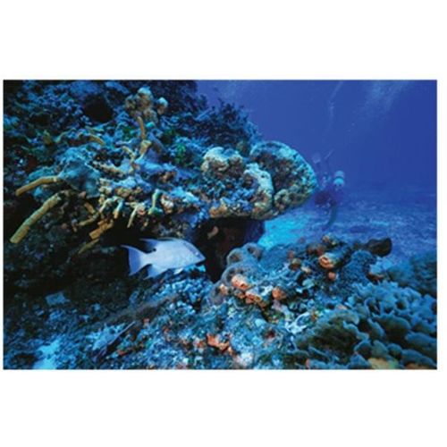 Fish Landscape Tableau - 34cm x 24cm