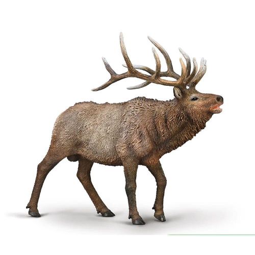 Wapiti Deer - 80021
