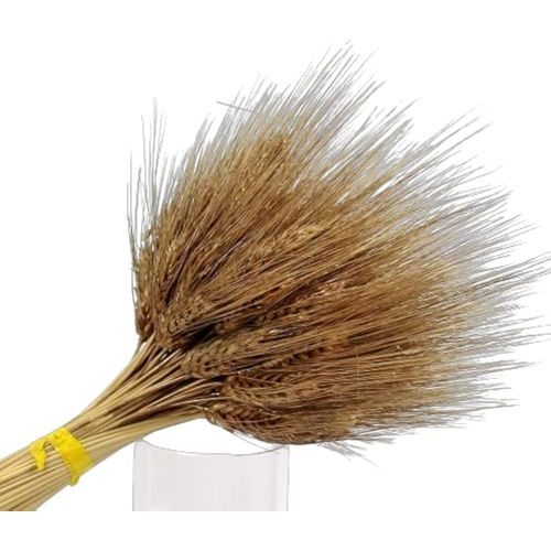 Naturel Dried Wheat Multi-coloured Dry Wheat Grass Bouquet Dried Wheat Grass Bundle Multi colour Artificial Wheat Dried Flowers Home Office Hotel Church Table Wedding Decoration (100, Gold)