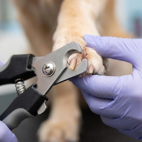 Professional Pet Nail Clipper and Metal File Set for Dogs and Cats Ergonomic Non-Slip Handle Heavy Duty Stainless Steel Blades Safety Guard Grooming Trimmer Tool, Black