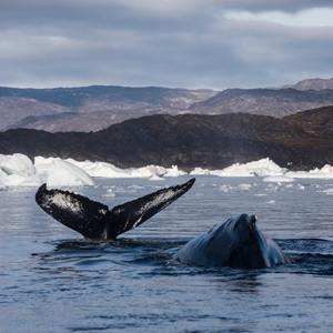 SanDisk Extreme PRO 256GB 200/140MB/s SD - DokanTech #