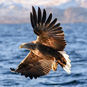 SanDisk Extreme PRO 256GB 200/140MB/s SD - DokanTech #