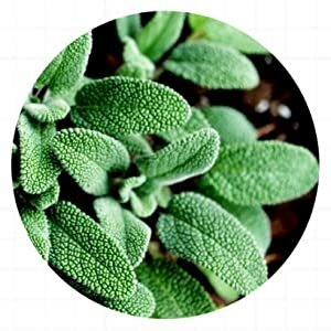 SOME BY MI Snail Truecica Miracle Repair Serum 50ml (1.7oz)