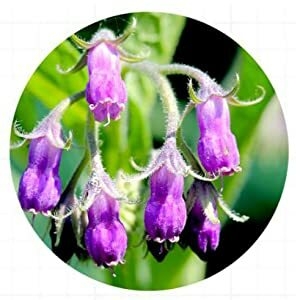 SOME BY MI Snail Truecica Miracle Repair Serum 50ml (1.7oz)