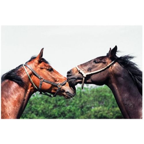 لوحة المناظر الطبيعية للخيول 23 سم × 18 سم