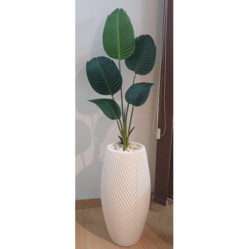 شجره الموزه الجينز