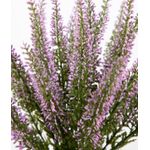 product_image_name-Generic-إريكا-هيذر، نبات صناعي 32 في 28 سم في أصيص، نباتات صناعية من دي بي، زهور صناعية، نباتات، شجيرة إريكا، 100% بلاستيك بولي إيثيلين (وردي داكن)-5