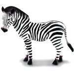 Common Zebra