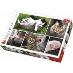 Cats Puzzle