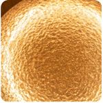 Generic كشاف سقف ليد 36 وات - إضاءة ورم دافئة - تركيب خارجي (لطش) - image 2