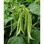 product_image_name-Generic-بذور فاصوليا خضراء للزراعة المنزلية والحدائق والحقول 300 جرام-2