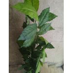 product_image_name-Generic-شجره ليف الصناعيه-2