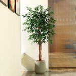 product_image_name-Generic-شجرة فيكس اصطناعية بطول 150 سم - نباتات اصطناعية تشبه الحقيقية بجذع خشبي طبيعي، نباتات اصطناعية كبيرة للمكاتب والمنازل والديكورات الداخلية والخارجية، عبوة واحدة-2