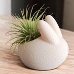 product_image_name-Generic-حامل زرع أرنب Bunny ثلاثي الأبعاد – قطعة ديكور لطيفة تضيف الحياة والجمال لمنزلك-1