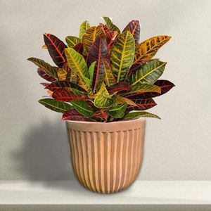 Teracotta - اصيص فخار (30)