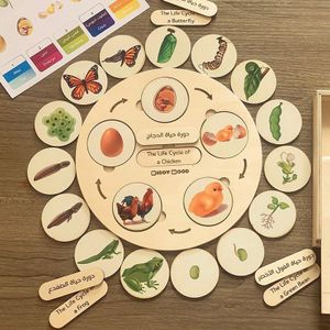 Life Cycle of organisms