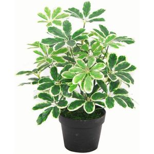 Leaf نبات أربوريكولا دائم الخضرة صناعي، 55 سم