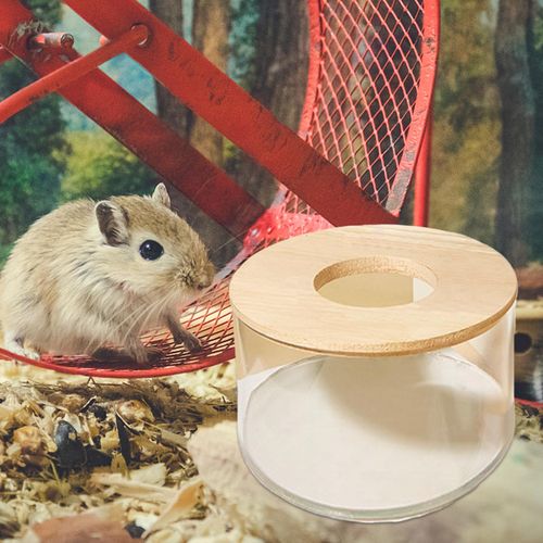 Hamster store online store