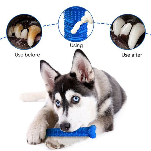 Chew brush online for dogs