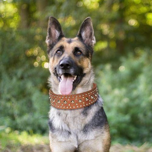 Best large breed dog collars best sale