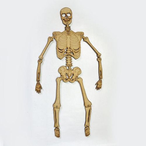 Generic small skeleton - image 2