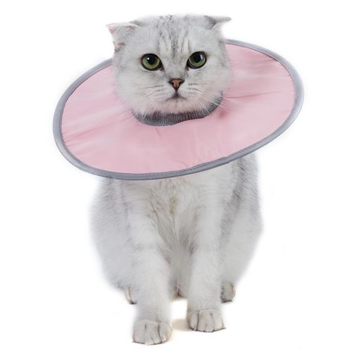 Cat licking collar 2025
