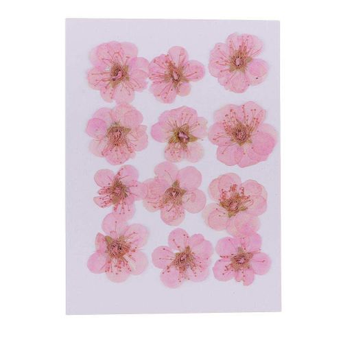 20 Dried and pressed flowers - light pink