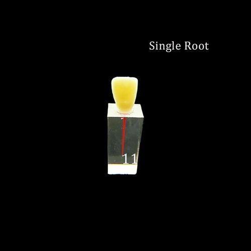 تسوق Dental Root Canal Block Teaching Model Endodontics Training Tooth ...
