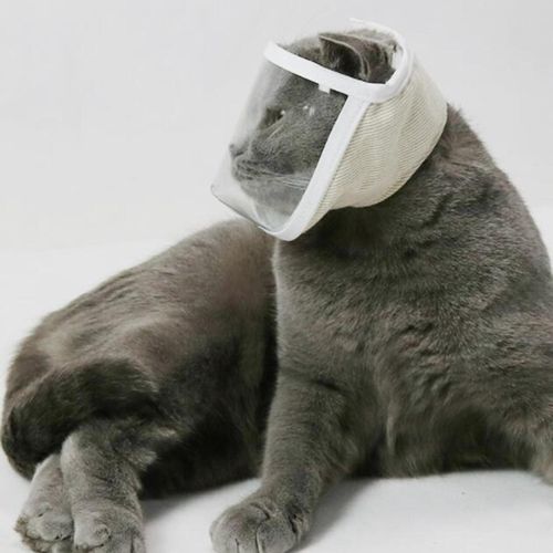 Kitten muzzle deals