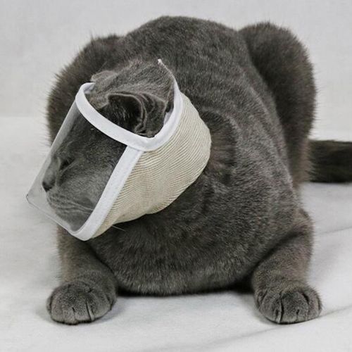 Kitten muzzle hotsell