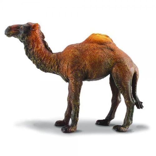Generic Dromedary Camel