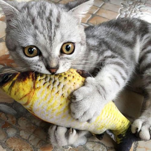 Stuffed fish cat toy cheap