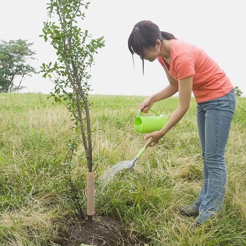 product_image_name-Generic-Tree Trunk Wrap Made of Jute Frost Protection Plant Protection Winter Protection Heat Protection Breathable Durable for Garden Fruit Trees Pot Plants Wintering-6