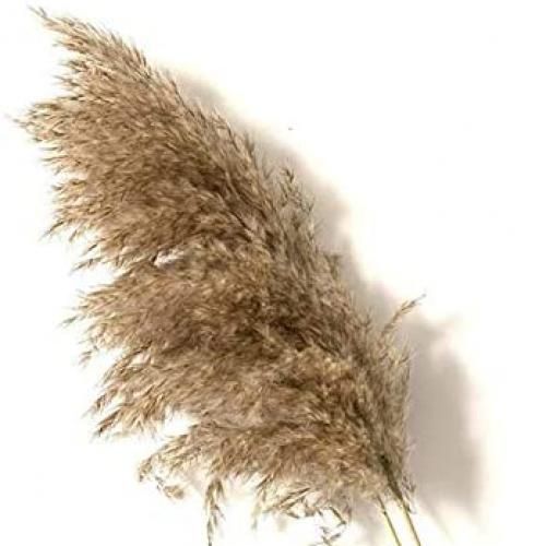 Generic 5XL Pampas Grass Decor, Tall Extra Fluffy. Artificial Dried