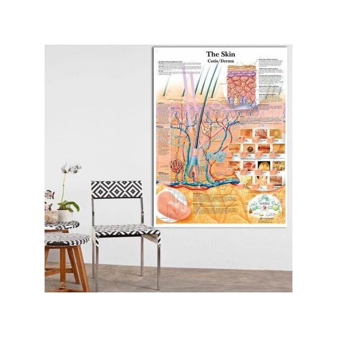تسوق Anatomy Dissection Skin Anatomical Charts Posters اونلاين | جوميا مصر