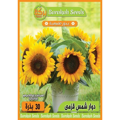 Dwarf Sunflower Seeds for Pots, Balcony & Home Garden – Bright Ornamental Flowering Plant- 30 seeds